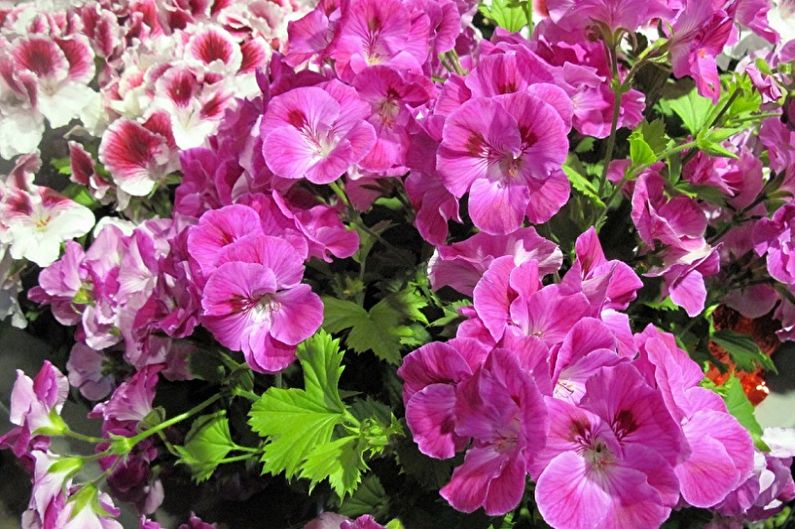 Pelargonium (geranium) - photo