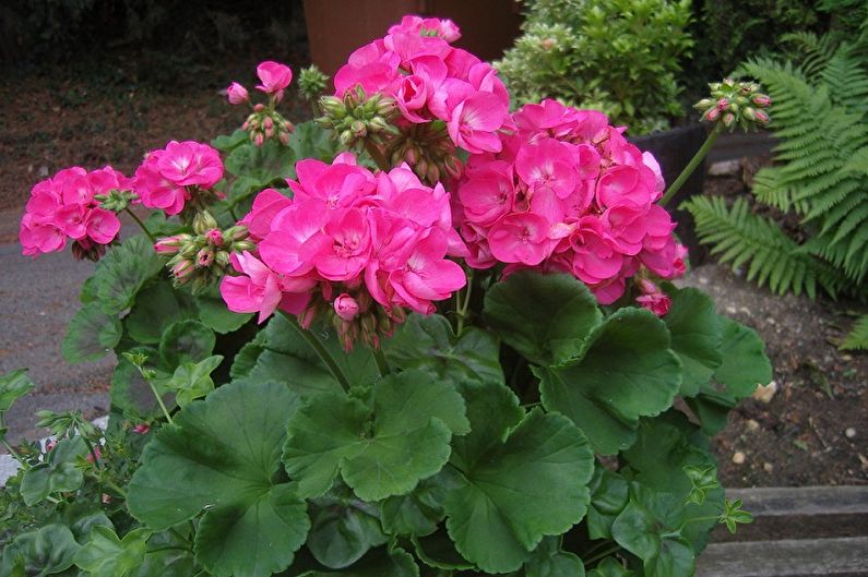 Pelargonium (geranium) - photo