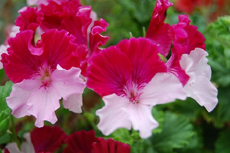 Pelargonium (geranium) - photo