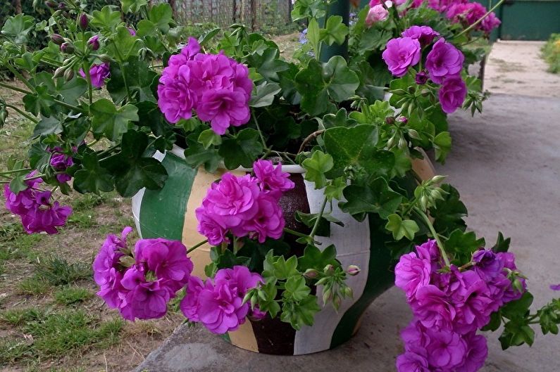 Pelargonium (geranium) - photo