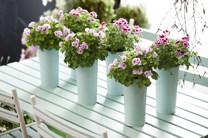 Pelargonium (geranium) - photo