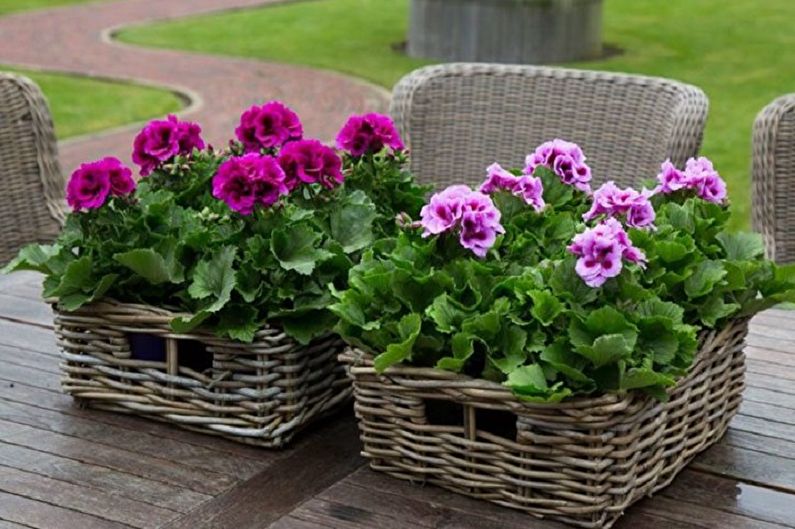 Pelargonium (geranium) - photo