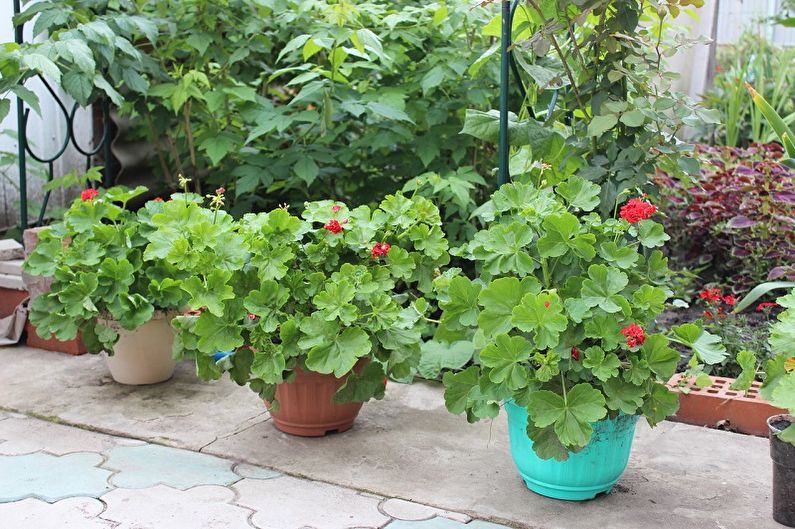 Pelargonium (geranium) - photo