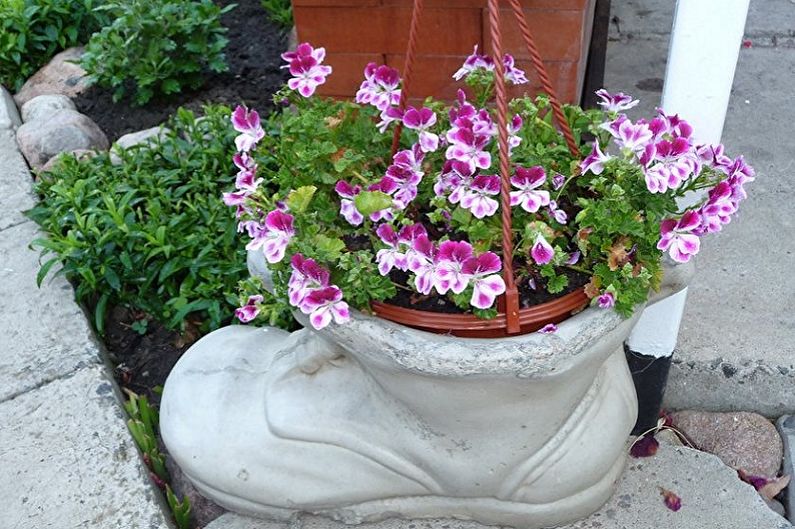 Pelargonium (geranium) - photo