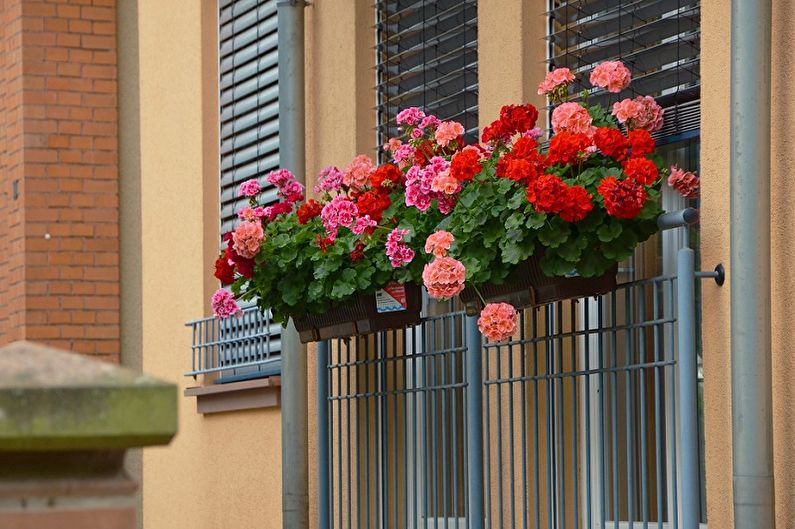 Pelargonium (geranium) - photo