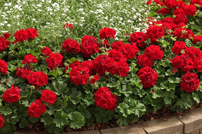 Pelargonium (geranium) - photo