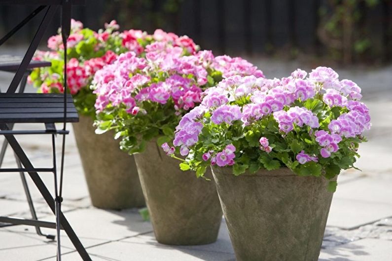 Pelargonium (geranium) - photo