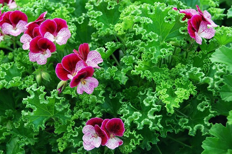 Pelargonium (geranium) - photo