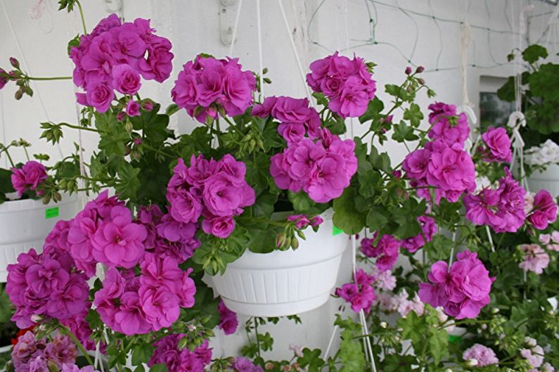 Pelargonium (geranium) - photo