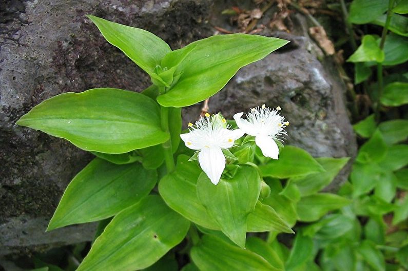 Tradescant Care - Fertilizers and Feeding