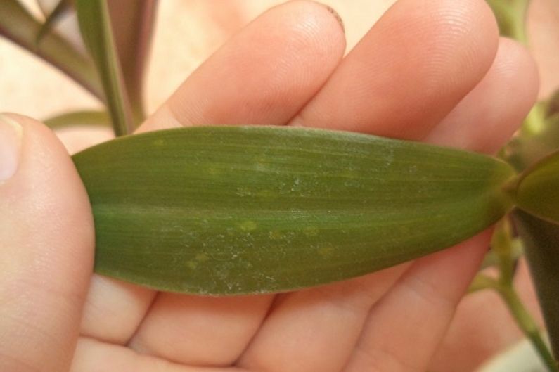 Tradescantia - Diseases and Pests