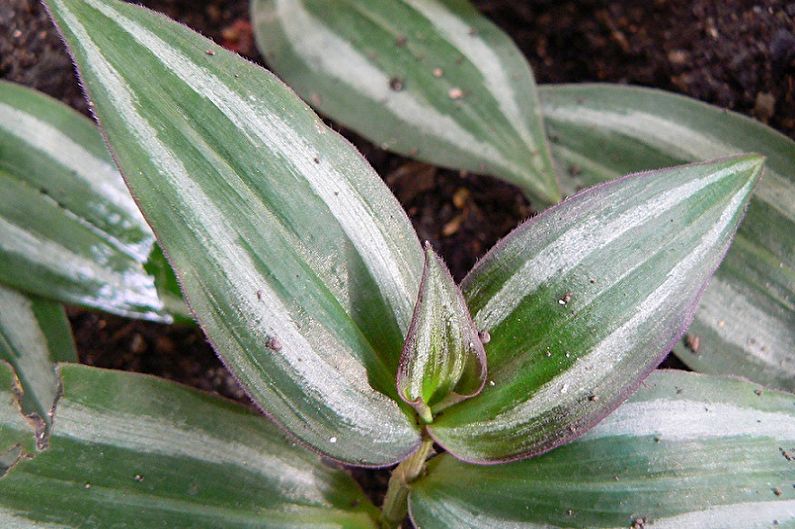 Tradescantia - Diseases and Pests