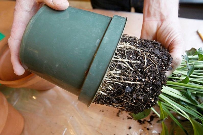 How to transplant tradescantia