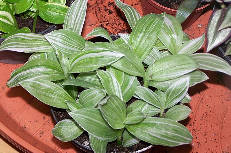 How to transplant tradescantia