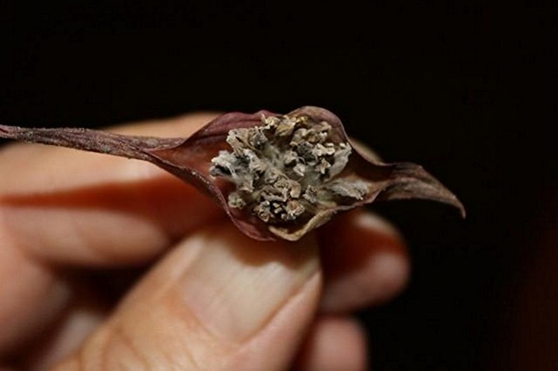 Propagation of tradescantia by seeds