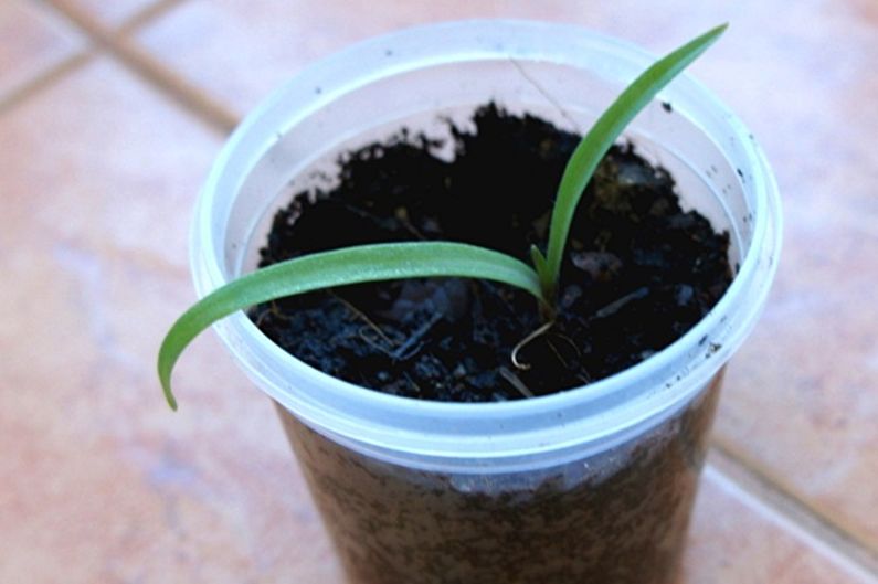 Propagation of tradescantia by seeds
