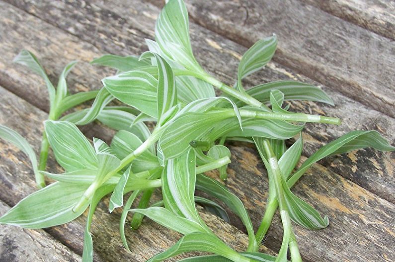 Propagation of tradescantia by cuttings