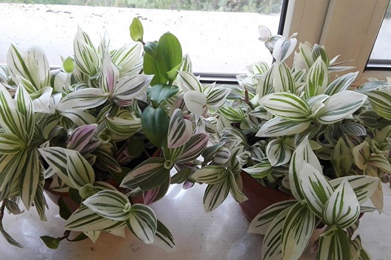 Tradescantia - photo