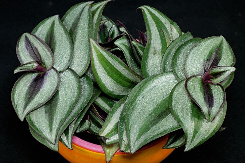 Tradescantia - photo