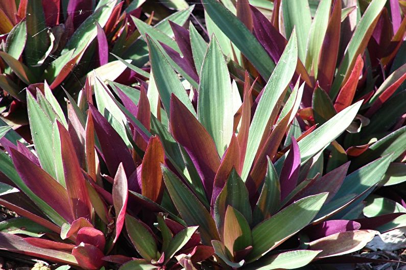 Tradescantia - photo