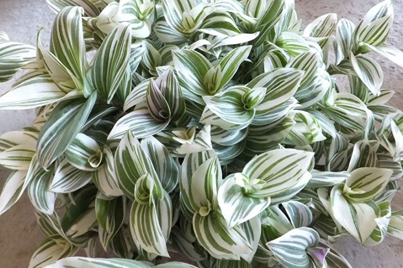 Tradescantia - photo