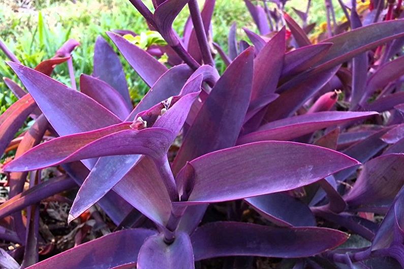 Tradescantia - photo
