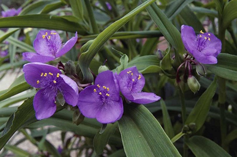 Tradescantia - photo