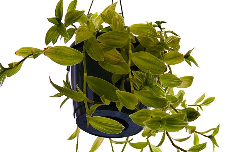 Tradescantia - photo