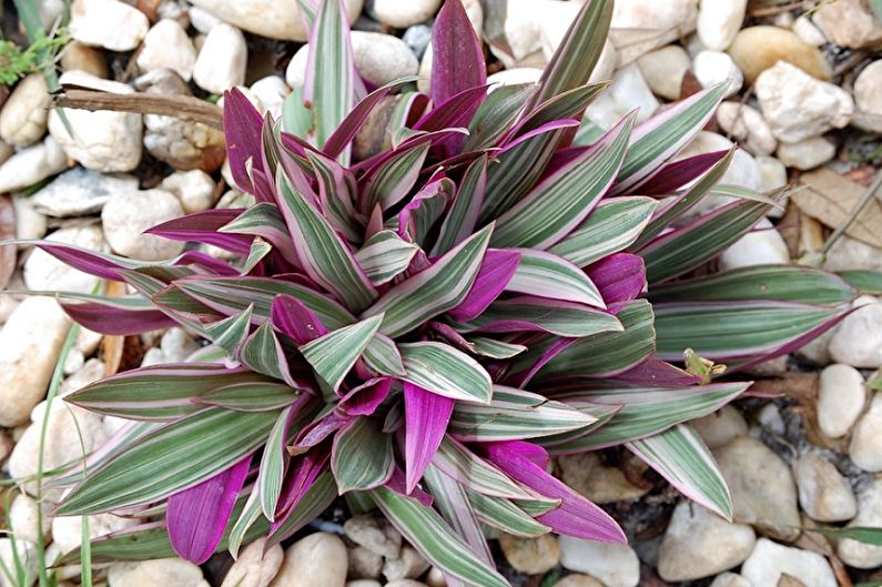 Tradescantia - photo