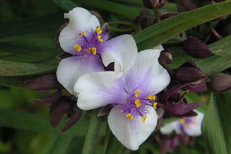 Tradescantia - photo