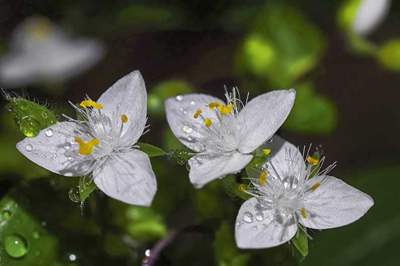 Tradescantia - photo