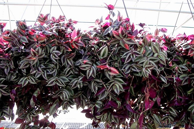 Tradescantia - photo