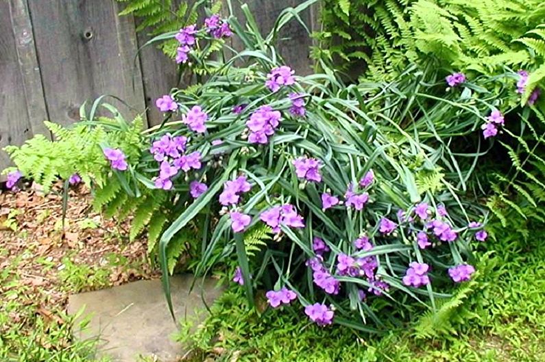 Tradescantia - photo