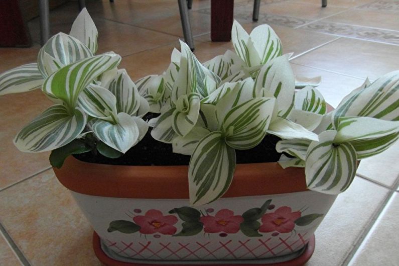 Tradescantia - photo