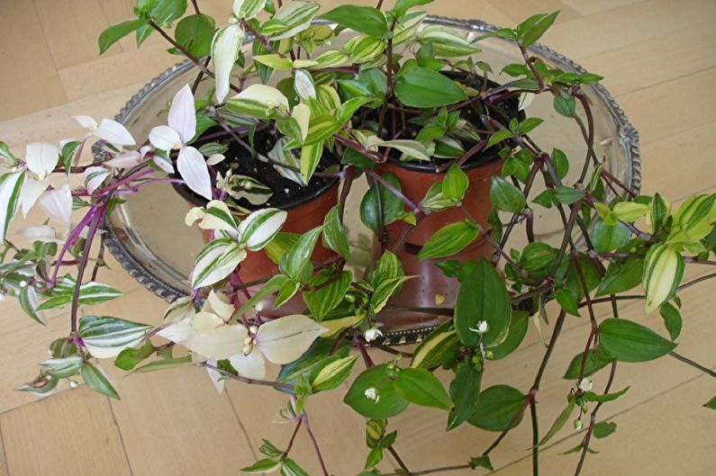Tradescantia - photo