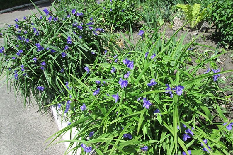 Tradescantia - photo
