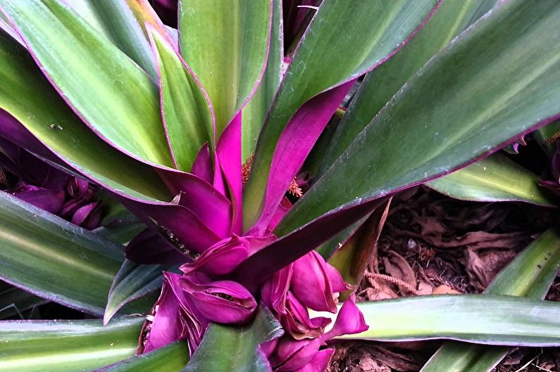 Tradescantia - photo