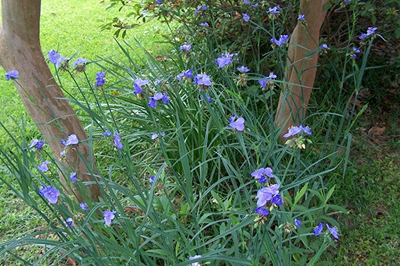 Tradescantia - photo