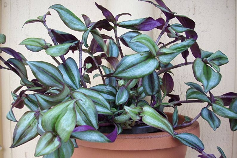 Tradescantia - photo