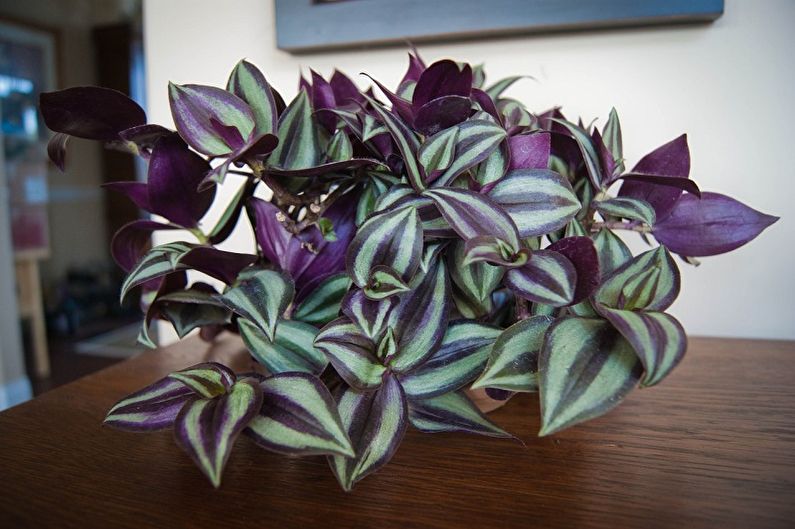 Tradescantia - photo
