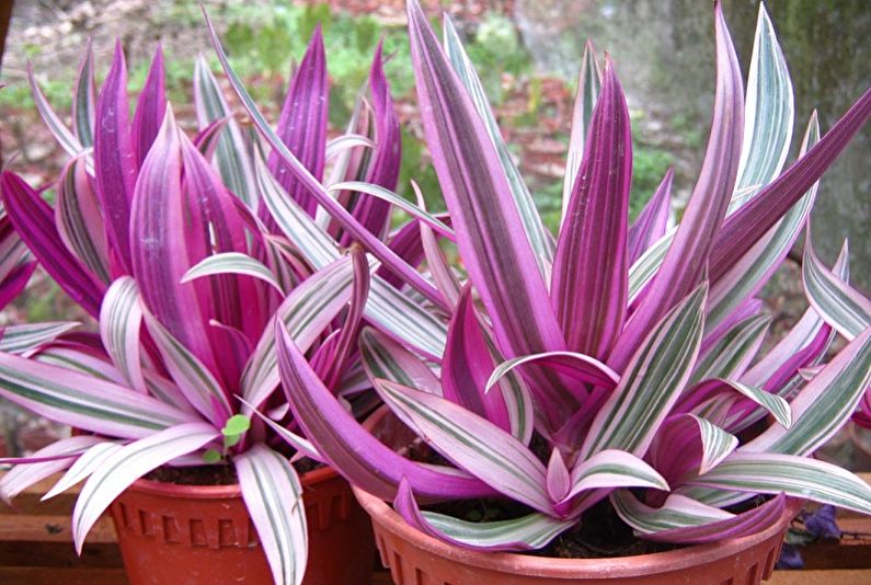 Tradescantia - photo