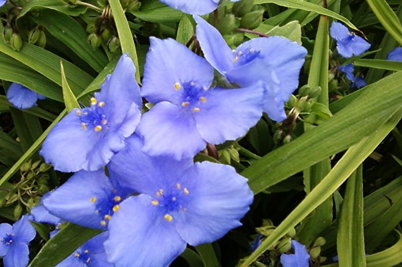 Tradescantia - photo
