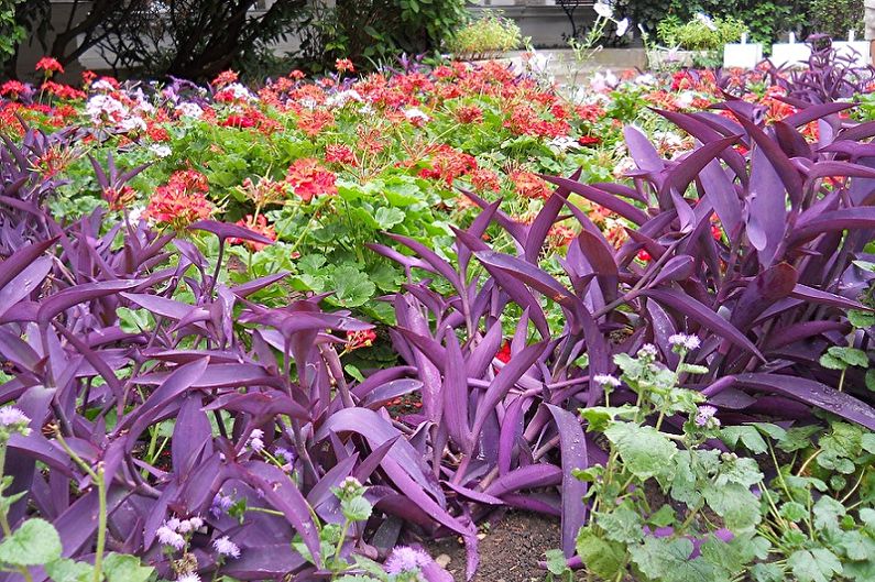 Tradescantia - photo