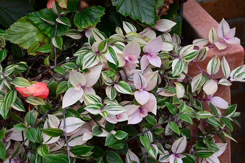 Tradescantia - photo