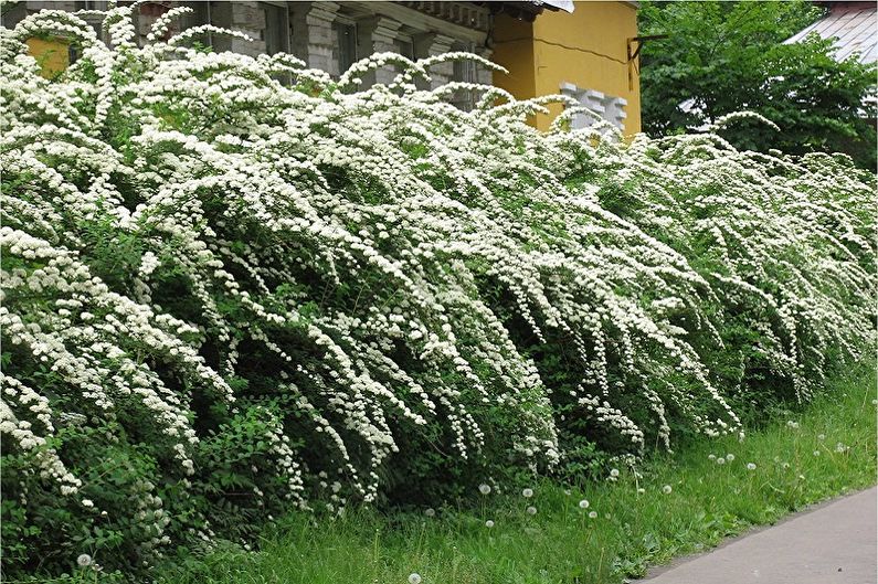 Chubushnik - General Description