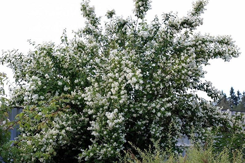 Types of marshmallow - Breeding varieties