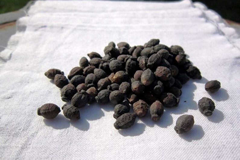 Chubushnik propagation by seeds