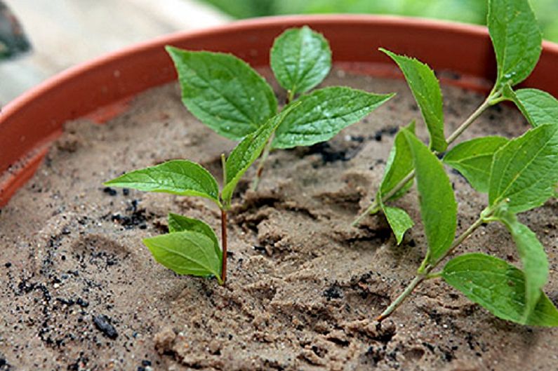 Chubushnik reproduction by cuttings