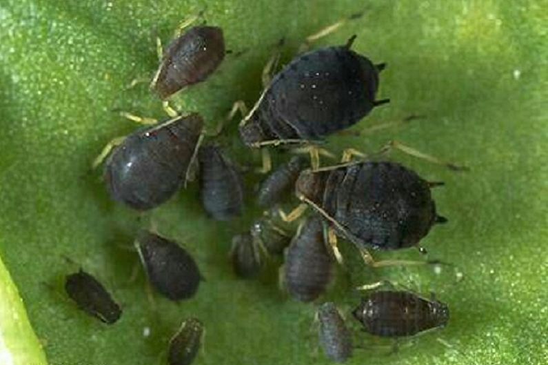 Chubushnik - Pest and Disease Control