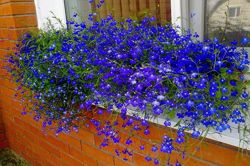 Lobelia Care - Lighting